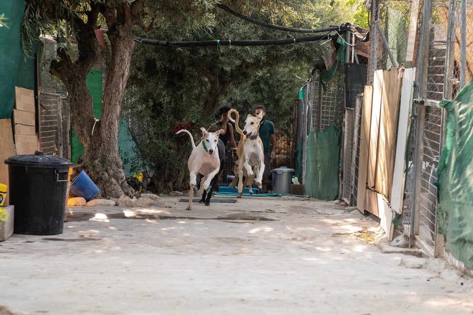 Dos galgos en las instalaciones de&nbsp;Animales con un nuevo rumbo