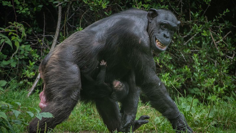 chimp