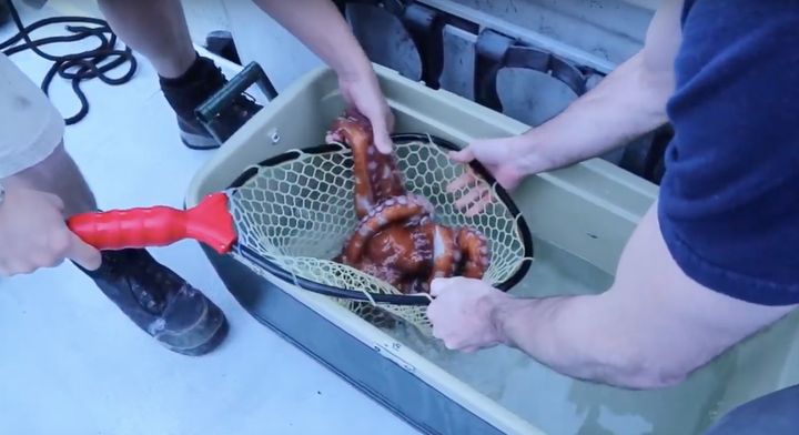 Staff pick the octopus out of a water-filled cooler to return her to the ocean.