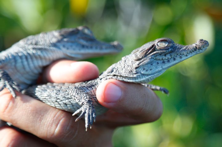 Wildlife biologist/crocodile specialist Michael Lloret releases baby crocodiles back into the wild along the cooling canals.