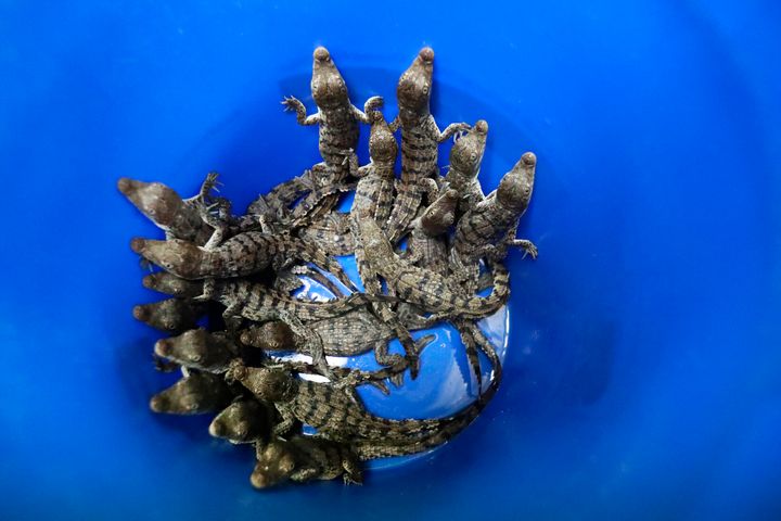 A bucket full of baby crocodiles that were taken out a crocodile nest on one of the berms along the cooling canals.