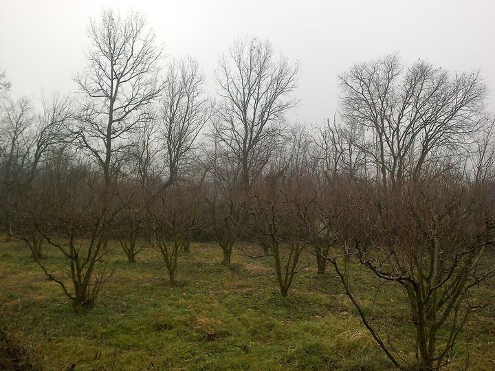 Ροδακινιές στον κάμπο του Βελβεντού το χειμώνα