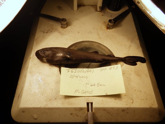 手の平サイズの新種サメ発見 発光する液を吹き出すという。
