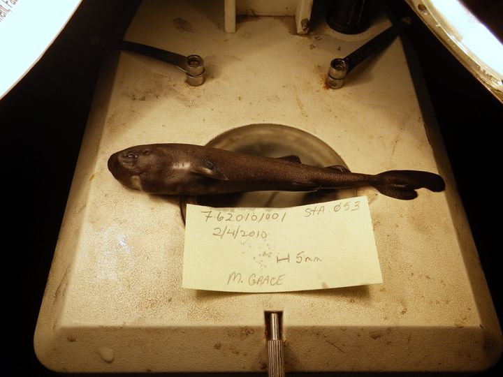 2010年にメキシコ湾で発見された小型のサメ。のちに新種と判明した。