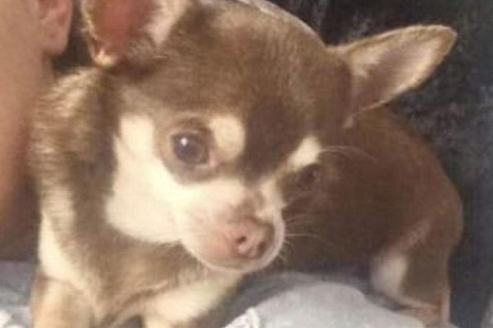 Gizmo, a four-year-old miniature chihuahua, went missing over the weekend.