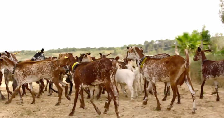 A pack of goats made their way in to the Love Island villa