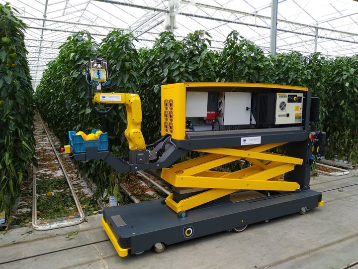 Sweeper, the pepper harvesting robot, in action.