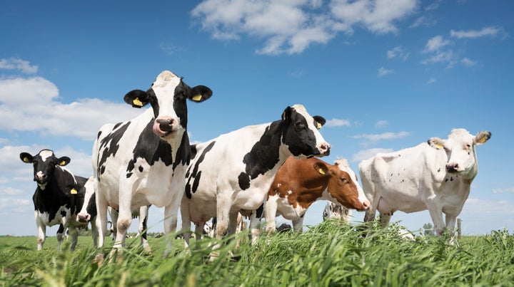 Cows on a farm near Amersfoort in The Netherlands. 