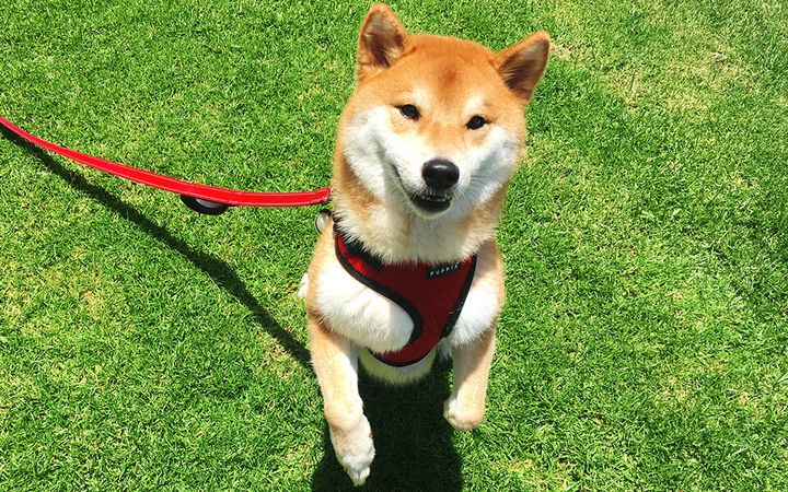 Katsu, a Shiba Inu, costs her parents an extra $50 per month in rent.&nbsp;