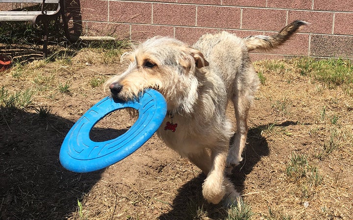 Menehune is a mixed breed dog that needs grooming every 8 weeks.&nbsp;