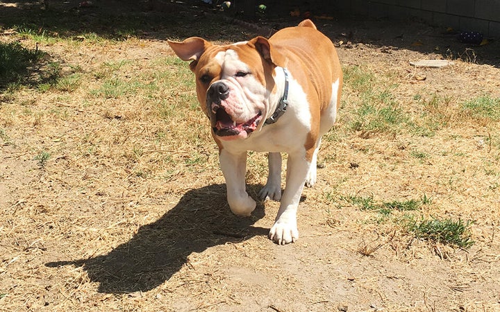 Stu, an Olde English Bulldog, needs special wipes to keep skin irritation at bay.&nbsp;