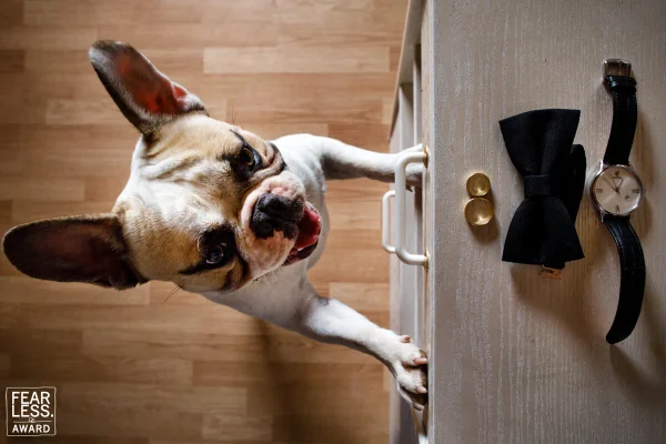 23 Tweets That Sum Up The Difference Between Cat People And Dog People Huffpost Life