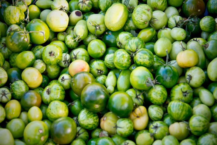 Green Zebra heirlooms are a perfect choice for making fried green tomatoes.