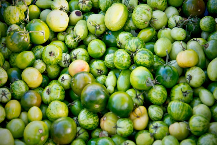 Green Zebra heirlooms are a perfect choice for making fried green tomatoes.