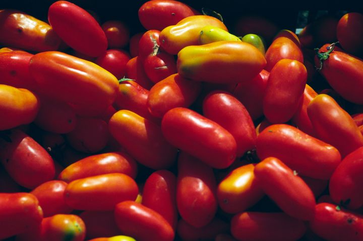 Though most Americans only see San Marzano tomatoes in a can, this is what they look like fresh.