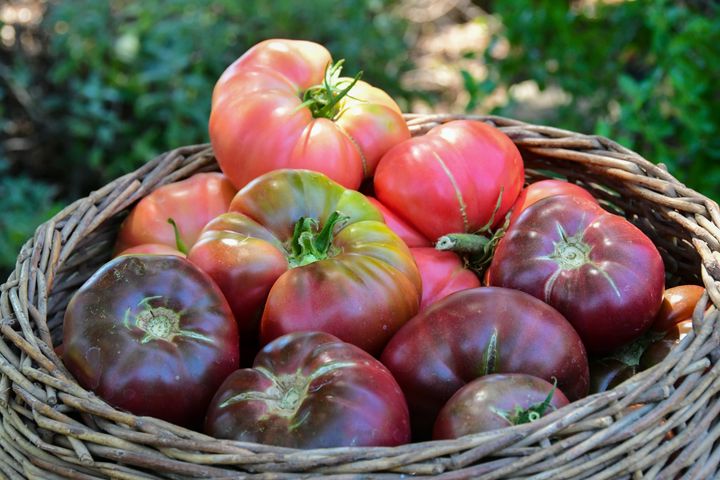 Purple Cherokee tomatoes (seen at the bottom of the basket) are a beautiful addition to a caprese salad.