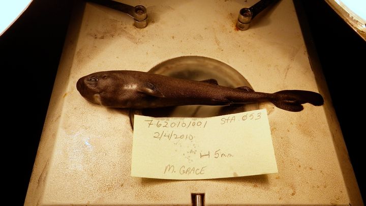 La nouvelle espèce de Mollisquama mississippiensis, requin «de poche» découvert en février 2010 dans le golfe du Mexique.
