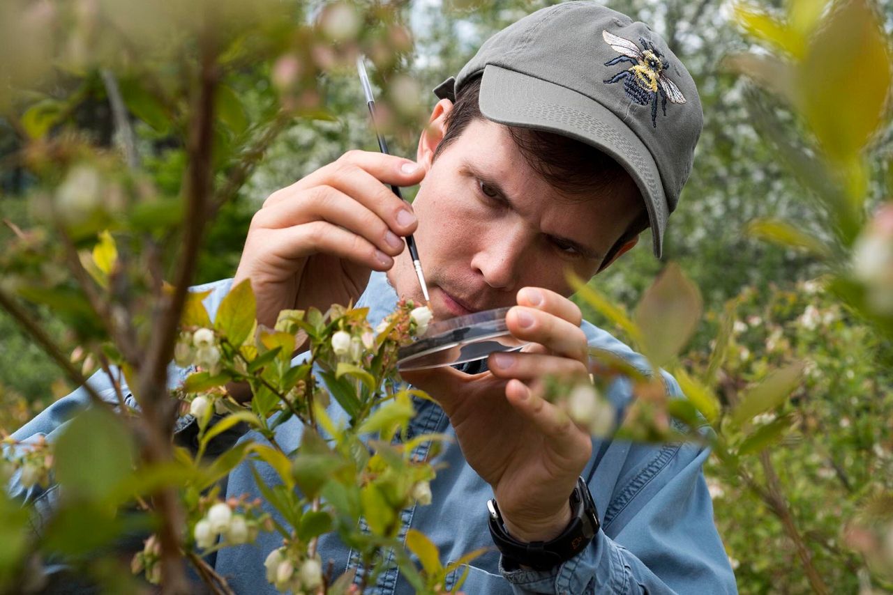 Charlie Nicholson uses a tiny paintbrush to pollinate blueberry plants with collected pollen at Knoll Farm.