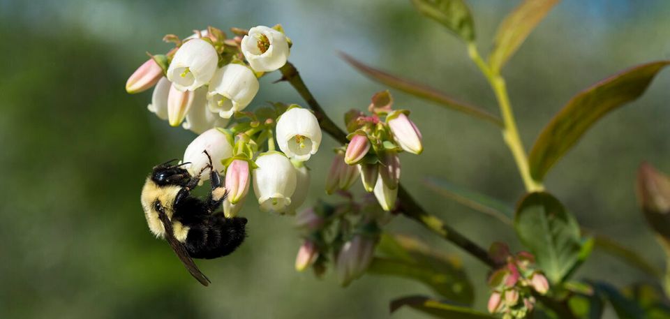 Bees pollinate blueberry bushes at Knoll Farm in Waitsfield,