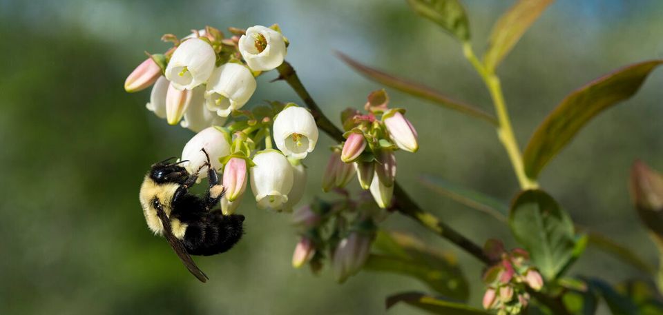 Bees pollinate blueberry bushes at Knoll Farm in Waitsfield, Vermont.