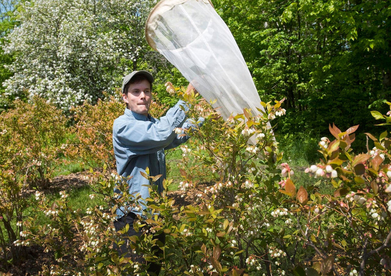 Charlie Nicholson tries to net wild pollinators at Knoll Farm in Waitsfield, Vermont.