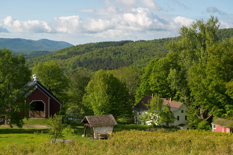 The blueberry patch at Knoll Farm.