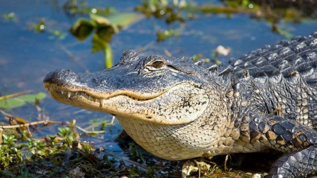 Télécharger gratuitement Images Non Les Meth Gators N Existent Pas C Etait Une Blague De La dernière salutations