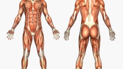 Comment notre corps s’adapte à la canicule et au réchauffement