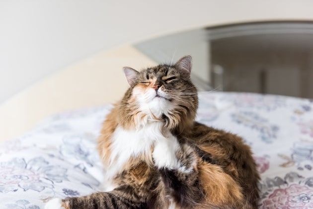 Is Your Pet Scratching More Than Usual? Blame The Heatwave
