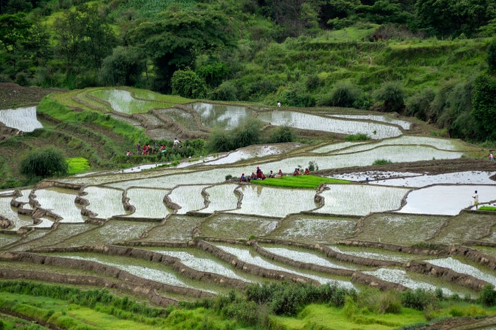 Nepalese farmers work on rice paddies in Dakshinkali, Kathmandu, Nepal. Water is pumped onto the paddies from a nearby water source due to low rainfall.