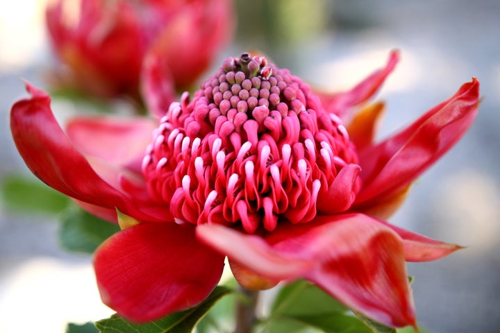 Waratah é a flor que inspirou a apresentação da cebola gigante.