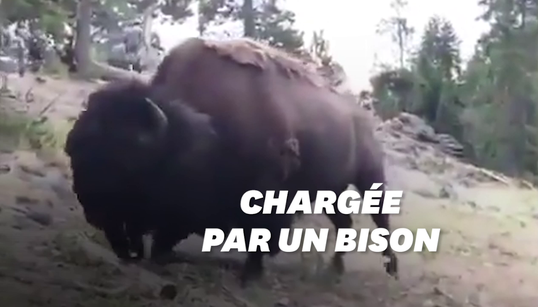 Un bison attaque une petite fille au parc de