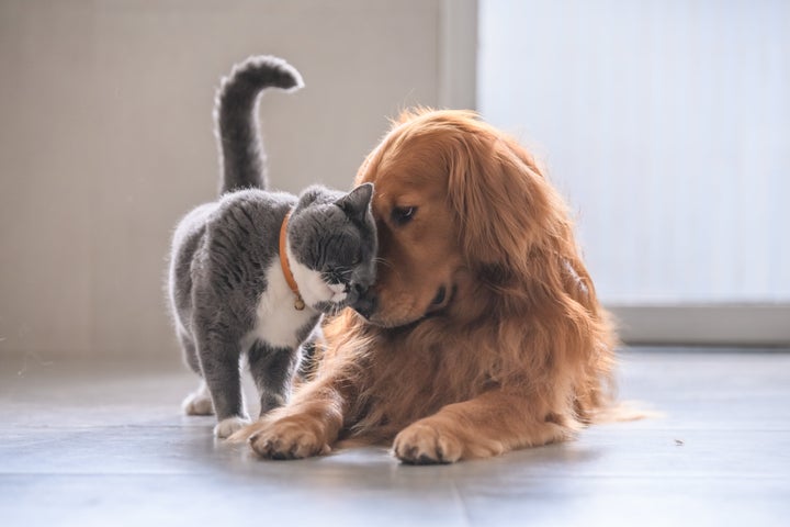 O debate sobre a personalidade dos caninos e dos felinos está longe de acabar.