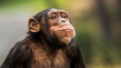 Dans un zoo de la Loire, un chimpanzé blesse grièvement un