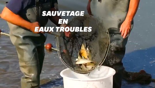 600 kilos de poissons sauvés de la sécheresse dans la