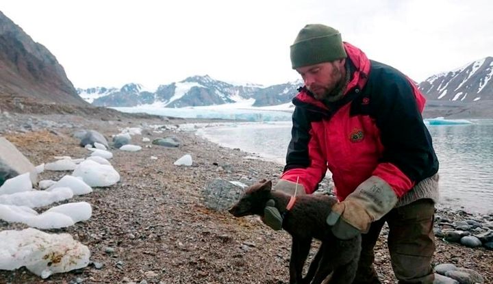 ノルウェーからカナダまでの3500キロ以上の距離を76日間で横断していた雌のホッキョクギツネ
