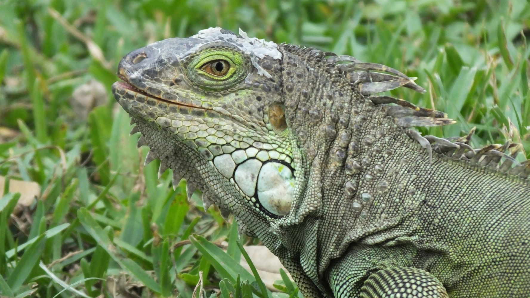 Florida Walks Back Advice To Kill Iguanas 'Whenever Possible ...