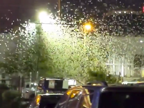 Une Pluie De Sauterelles S Abat Sur Las Vegas Huffpost Null Une Pluie De Sauterelles S Abat Sur Las Vegas Huffpost Null