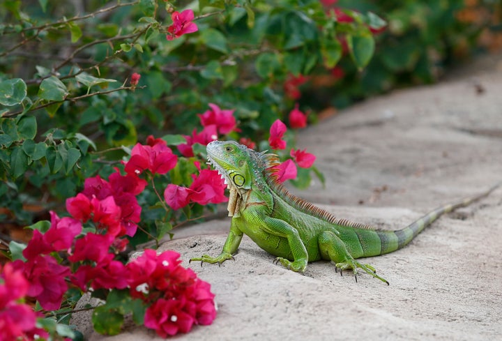 A green iguana checks out the flowers in Hollywood, Florida, in December 2016.