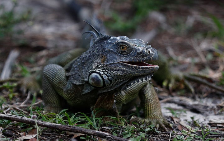 A green iguana looks for food in the grass in Pembroke Pines, Florida, in May 2019.