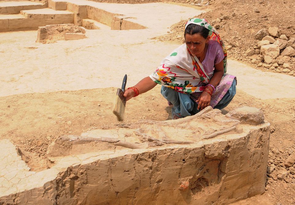 A woman cleans the remains of a burial belonging to Indus Valley civilisation during an archeological...