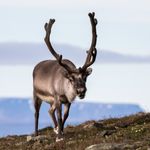 À Svalbard, l'endroit où la Terre se réchauffe le plus vite, les rennes meurent en