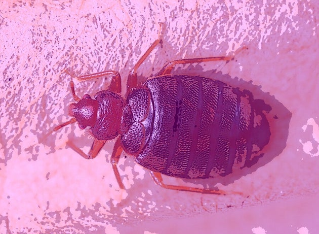 Bedbug Calls Rose 28% From May To June 2019, Says Pest Control Expert