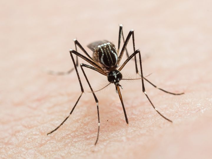 Health officials in Central Florida are urging caution after a potentially deadly mosquito-borne virus that can cause brain swelling was detected among chickens.