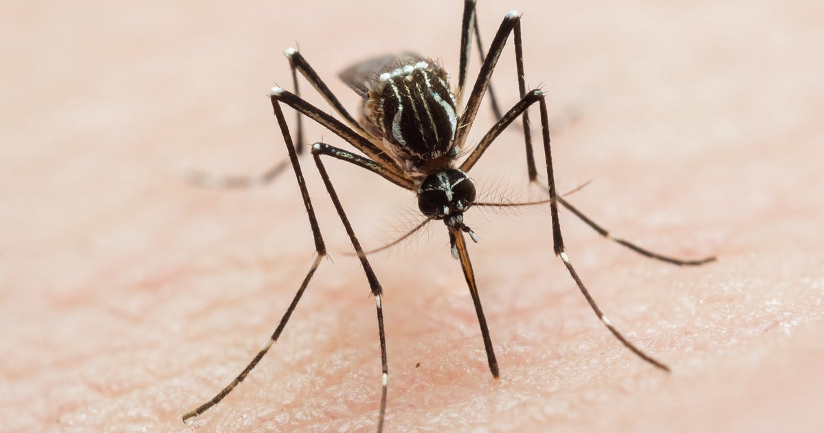 Deadly Mosquito-Borne Virus Detected In Florida, Health Officials Warn - HuffPost thumbnail