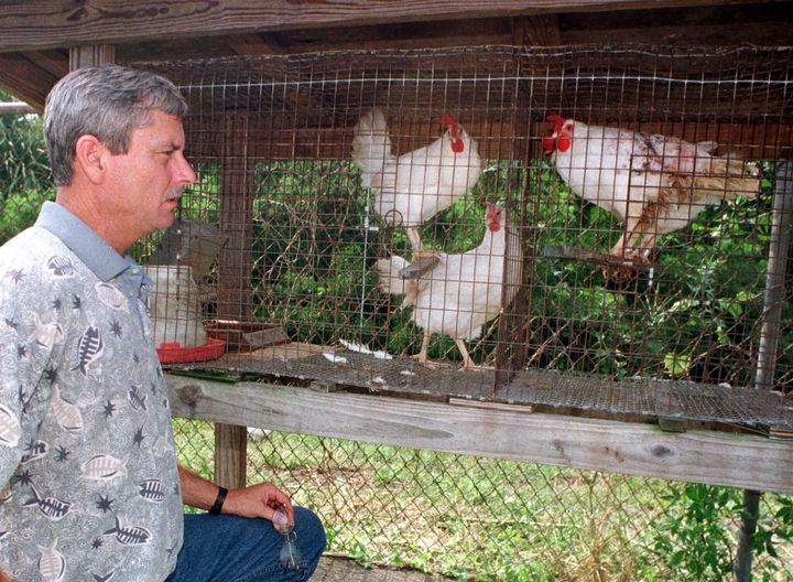 Jim Hunt of Brevard County Mosquito Control in Central Florida is shown 22 years ago with a flock in the Sentinel Chicken System used to detect the presence of encephalitis-carrying mosquitoes.