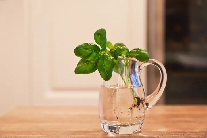 Put your fresh herbs in a vase as seen here, but then cover the top with a bag to simulate the conditions of a greenhouse. Basil should be left out at room temperature, whereas other herbs need refrigeration.