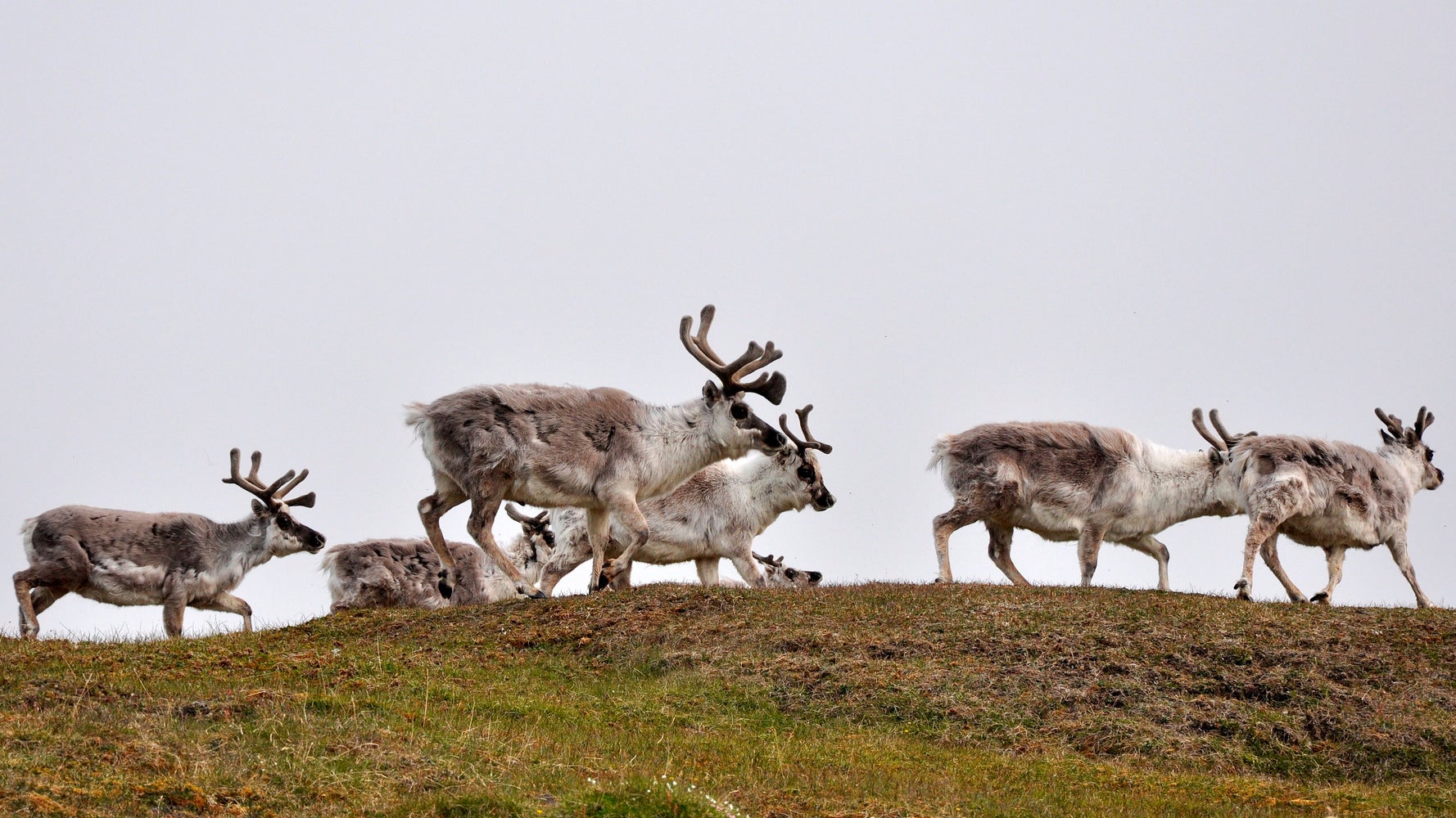 トナカイ0頭が大量死 専門家は 気候変動が原因と指摘 ハフポスト World