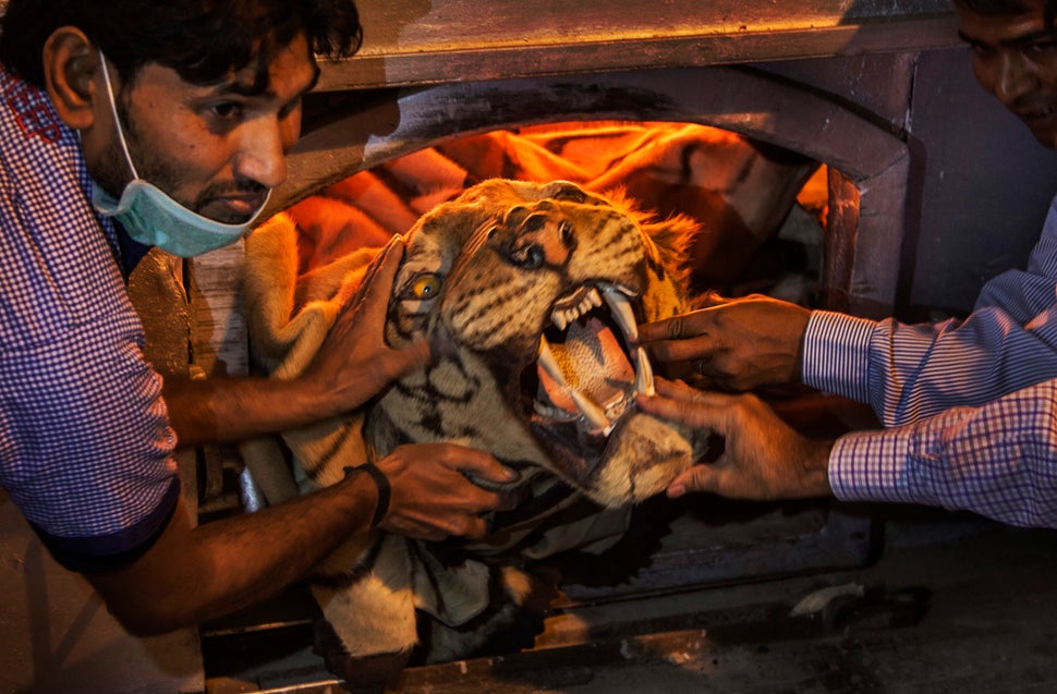 Official holds a tiger skin while preparing to set fire to a stockpile of illegal wildlife parts at the Delhi Zoo in New Delhi on Nov. 2, 2014. A stockpile of tiger skins, elephant tusks, rhino horns and other illegal animal parts were burnt in an effort to discourage wildlife smuggling.