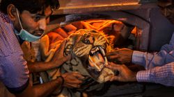 En Inde, le nombre de tigres augmente mais beaucoup ne meurent pas de façon